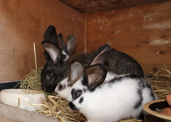 Ferienwohnung Auf Dem Bauernhof