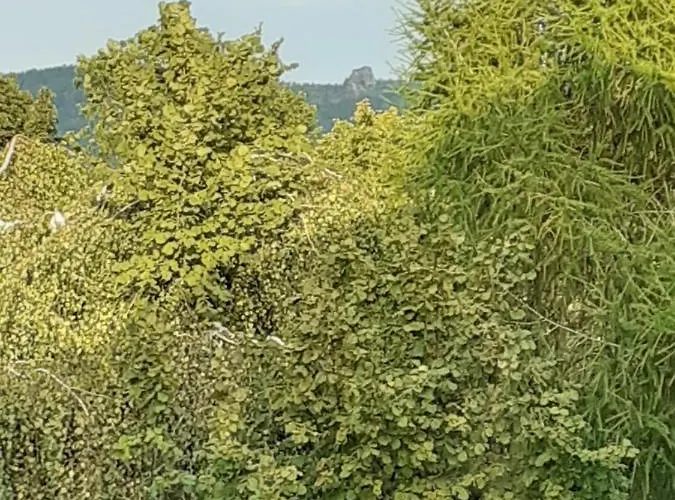 Rosentraum