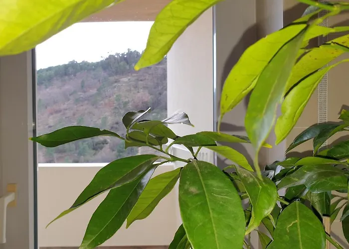 Altavista Penthouse T2