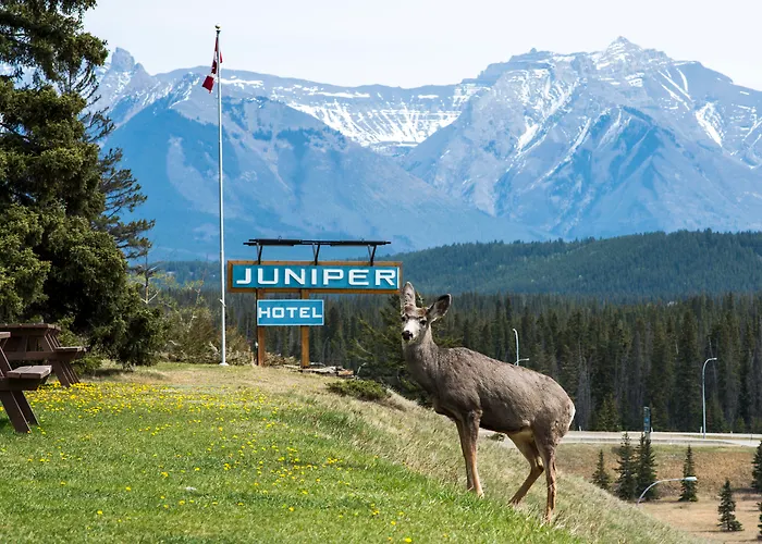 The Juniper Hotel & Bistro