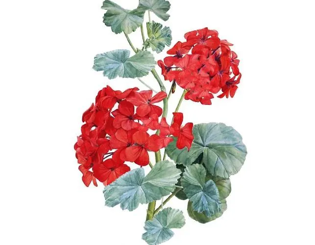 Il Geranio