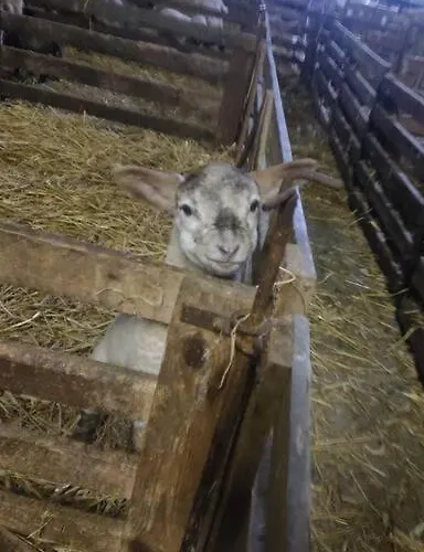Erholung Auf Der Deichschaeferei Mit Deichblick
