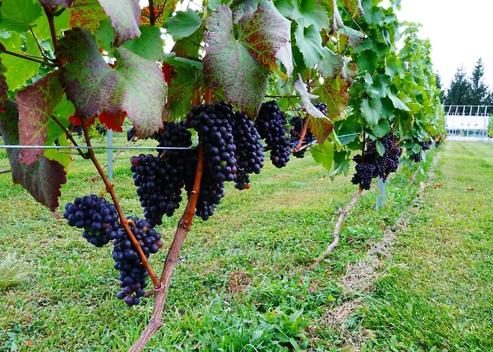 Winery Hotel And Condominium Hitohana
