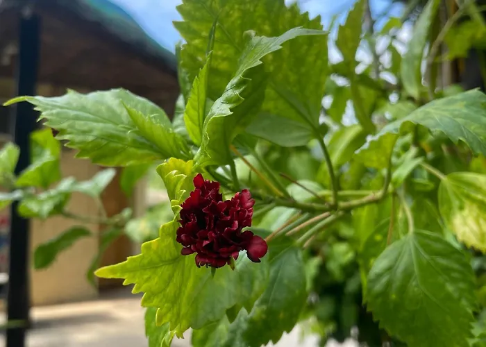 Victory Seaside Home