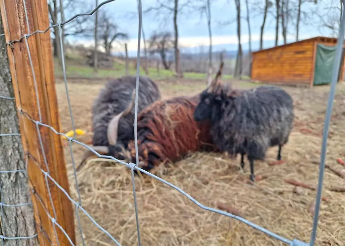 Black Sheep Apartmant