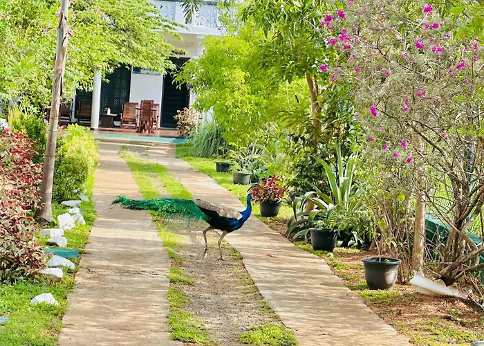 New Peacock Resort