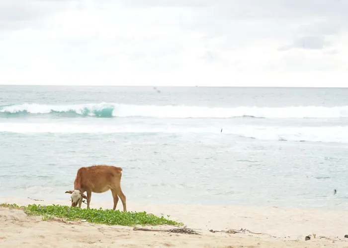 Surf Orchid Villa