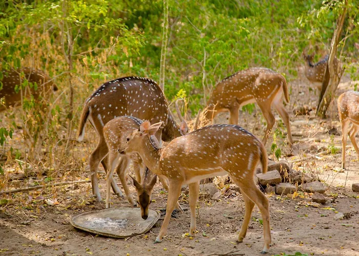 Nehansa Resort And Safari
