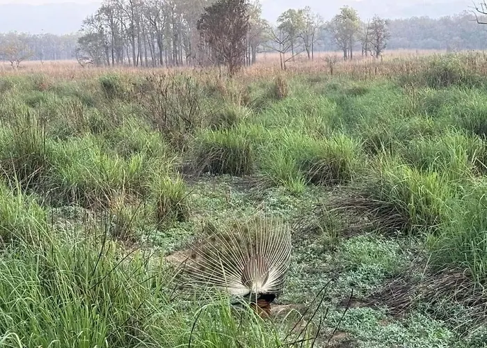 Sauraha Holiday Home Riverside By Managed Hotel Surya Adventure