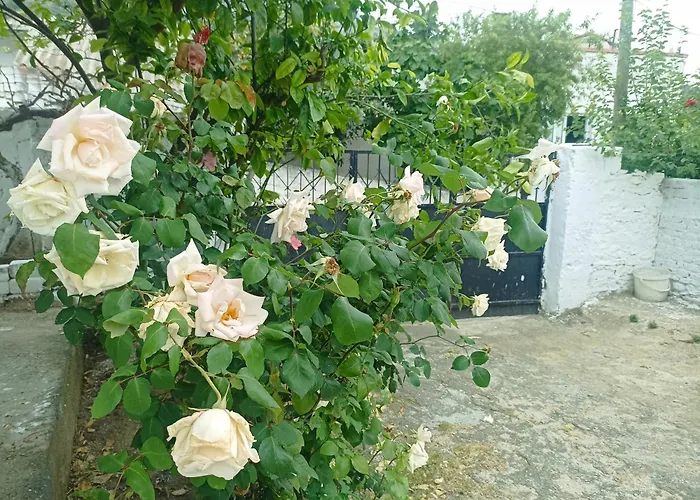 Lotus House