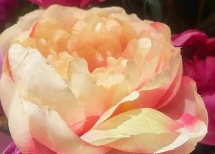 Love And Relax At Dream Catcher Retreat