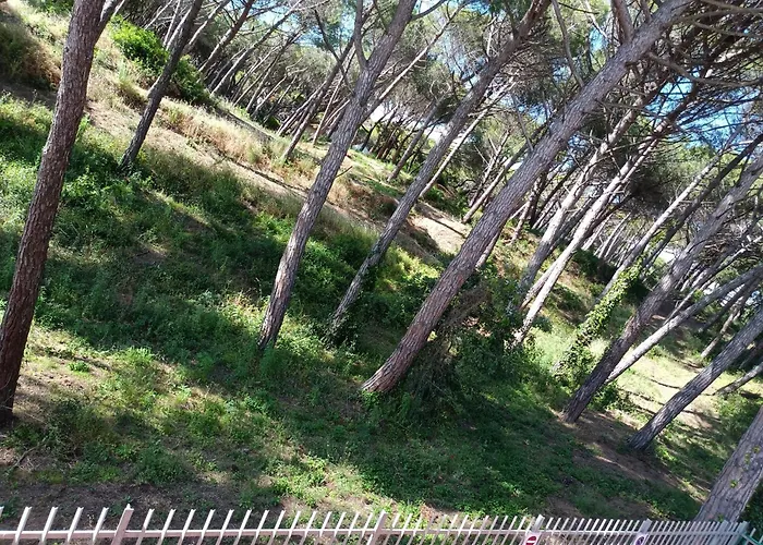 Bibbona Summer - Pineta 1 -