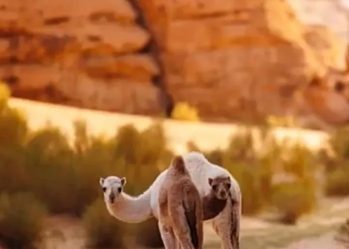 Bedouin Future Camp