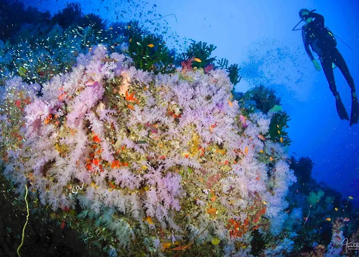 Viani Bay Dive Resort Across From Taveuni