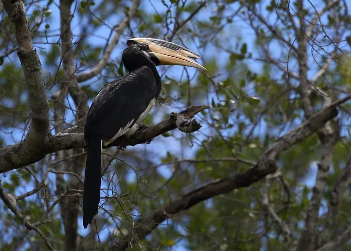 Hornbill Forest Habarana