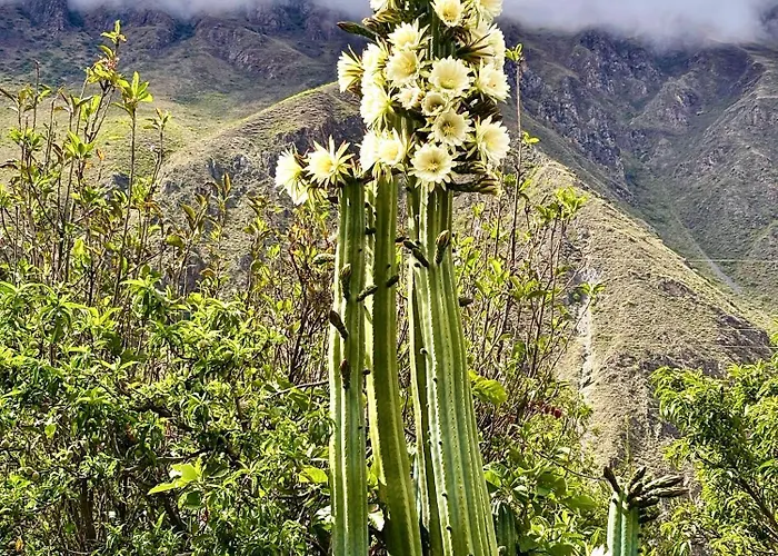 Sequeiros Garden