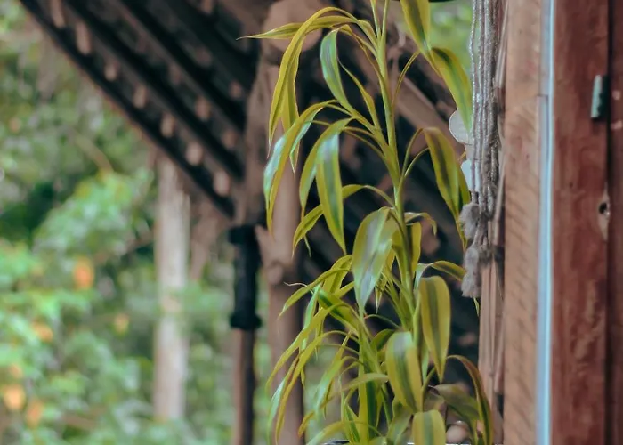 Hostal Tree House