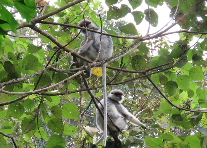 Wildlife Kingdom - Deniyaya Sinharaja
