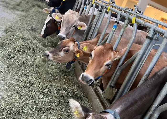 Schusterhof