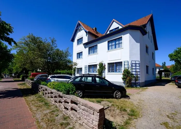 Strandnelke