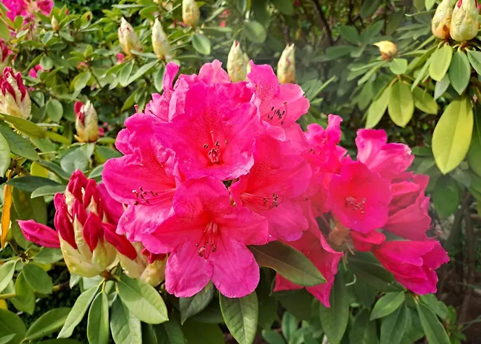 Gite 1 "Mimosa" Aux Magnolias