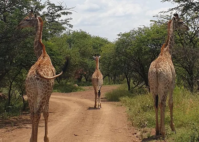Monateng Safari Lodge By Myresorts