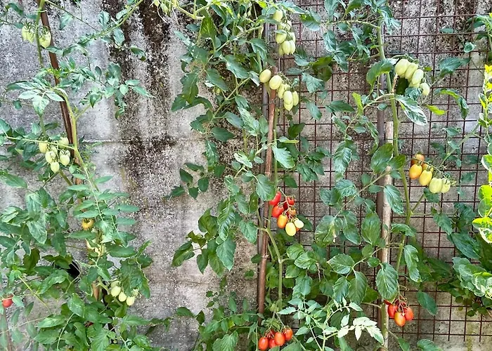 Valle Fiorita 42 - Garden apartment