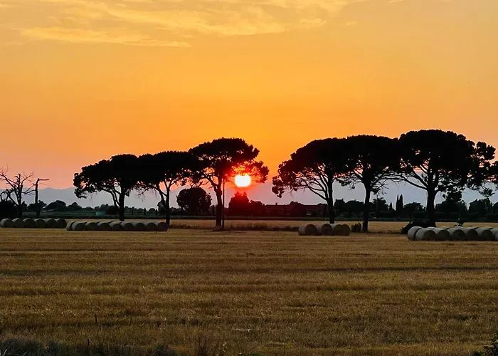 Il Canto Della Pineta