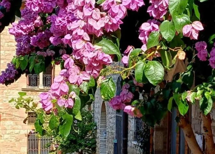 La Bouganville