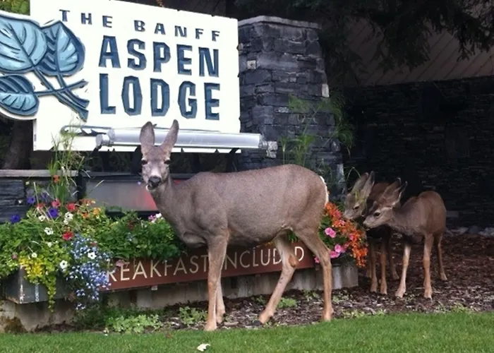 Banff Aspen Lodge
