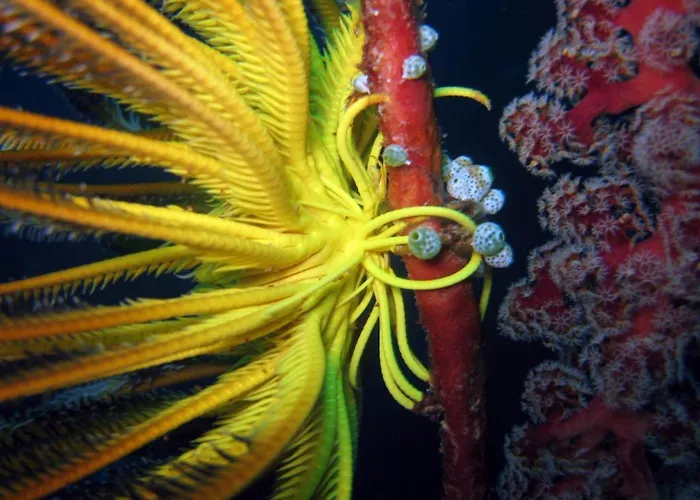 Hoga Island Dive Resort Wakatobi