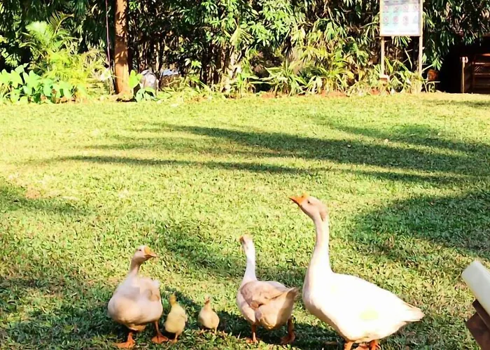 The Orchard Resort