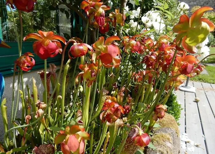 Les Coquelicots Classe 3 Etoiles