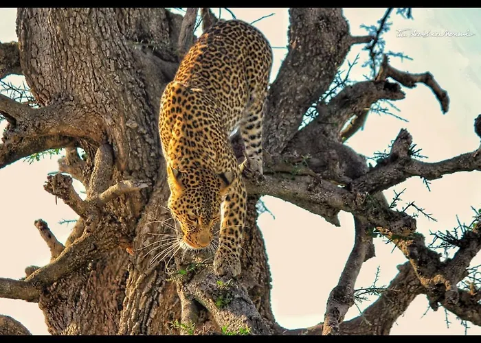 Sekenani,Leparan Lodge