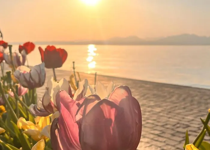 Il Girasole