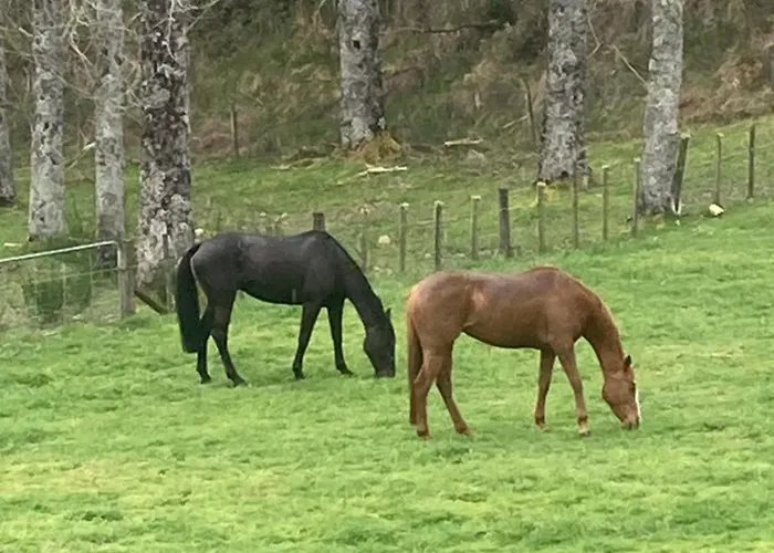 Taupo S Luxury Farmstay Close To Town
