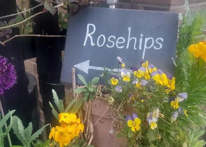 Rosehips At Kerensa, Naburn