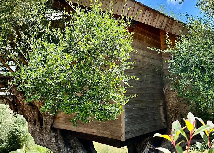Cabane Dans Les Arbres, Domaine De L Ogliastru