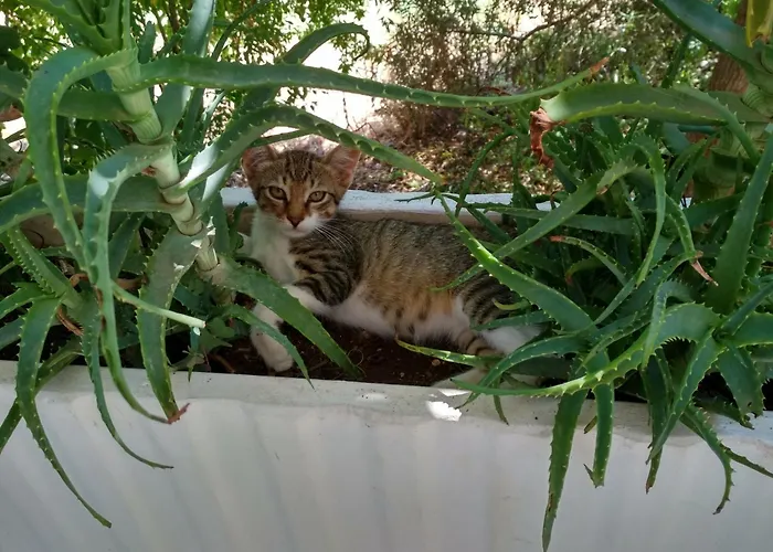 Vasilis Garden House