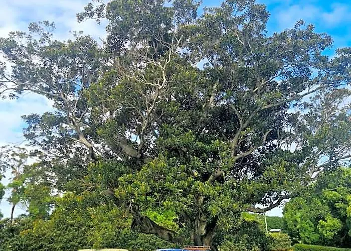 Cedia At Byron Bay Hinterland