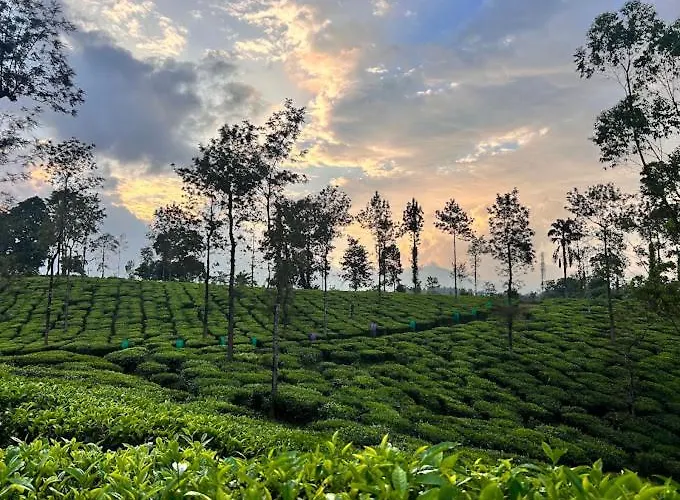 Wayanad Turmerica Premium Pool Resort