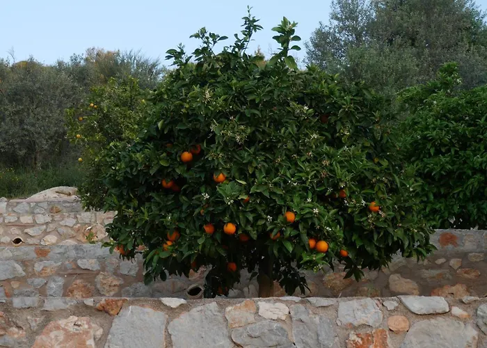 Olive Hill