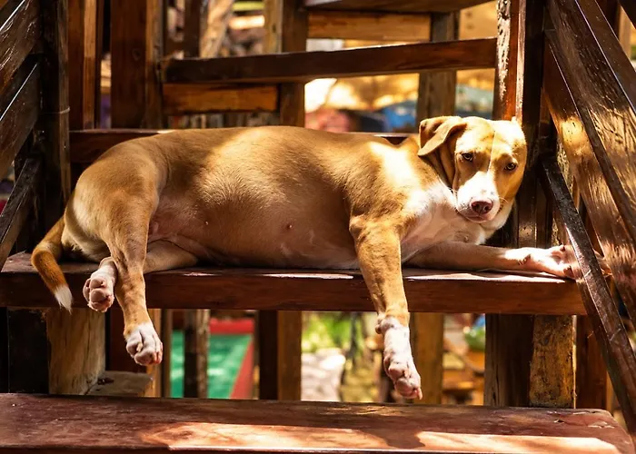 Lazy Dog Bed & Breakfast