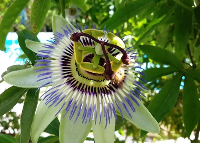 Vencianne