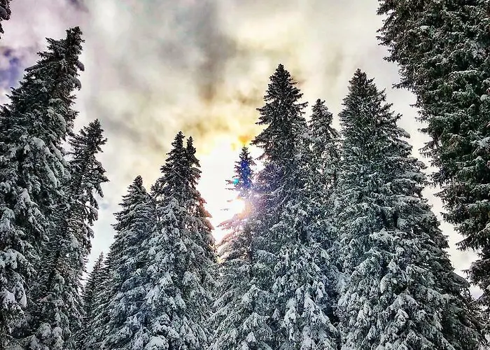 Appartement Studio Avoriaz